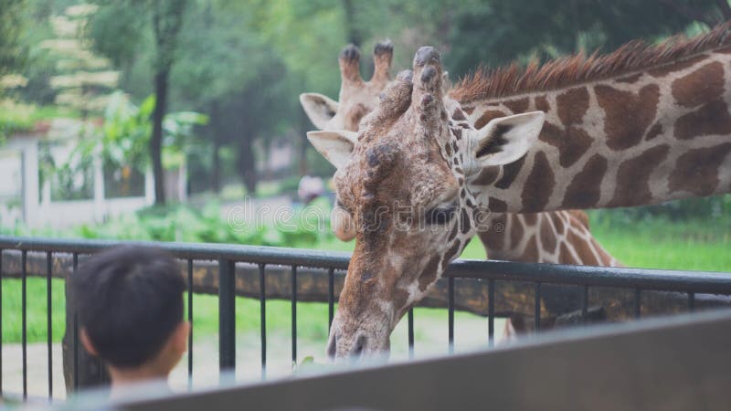 Barn matar giraff med sidor på zoo medel Härliga gulliga giraff äter grönsakmat med händer av barn arkivbilder Barn matar giraff med sidor på zoo medel Härliga gulliga giraff äter grönsakmat med händer av barn arkivbilder
