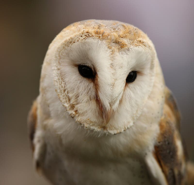 Barn Owl