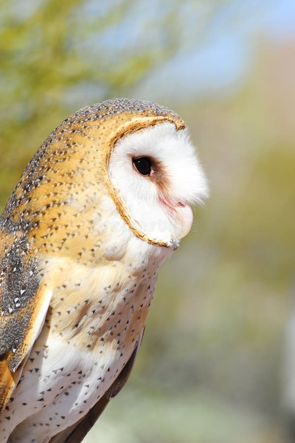 Barn Owl