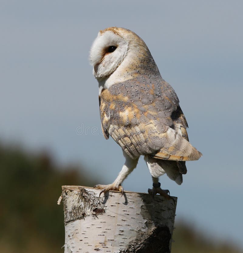 Barn Owl