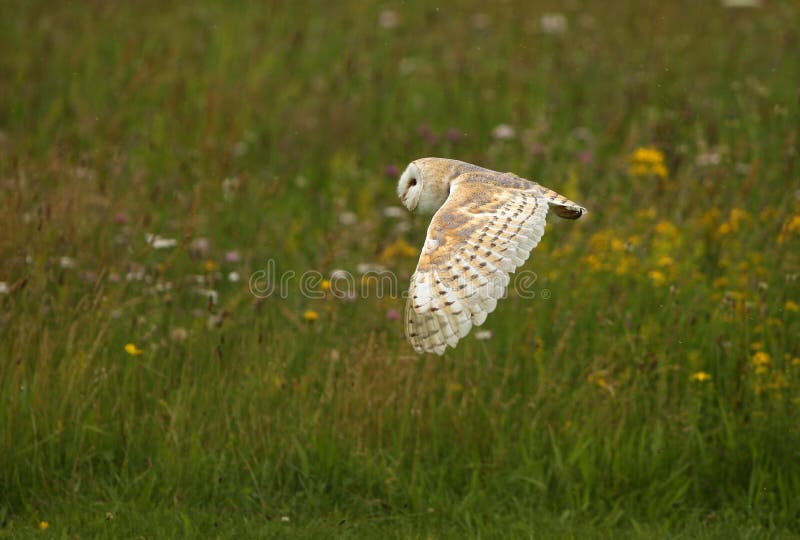 Barn Owl