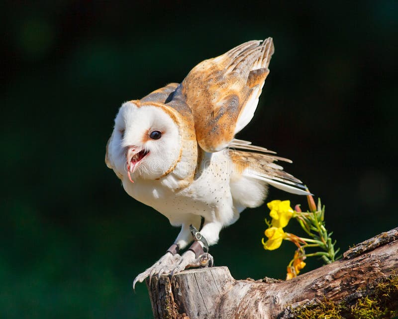 Barn owl with prey stock photo. Image of common, barn, beak 135100