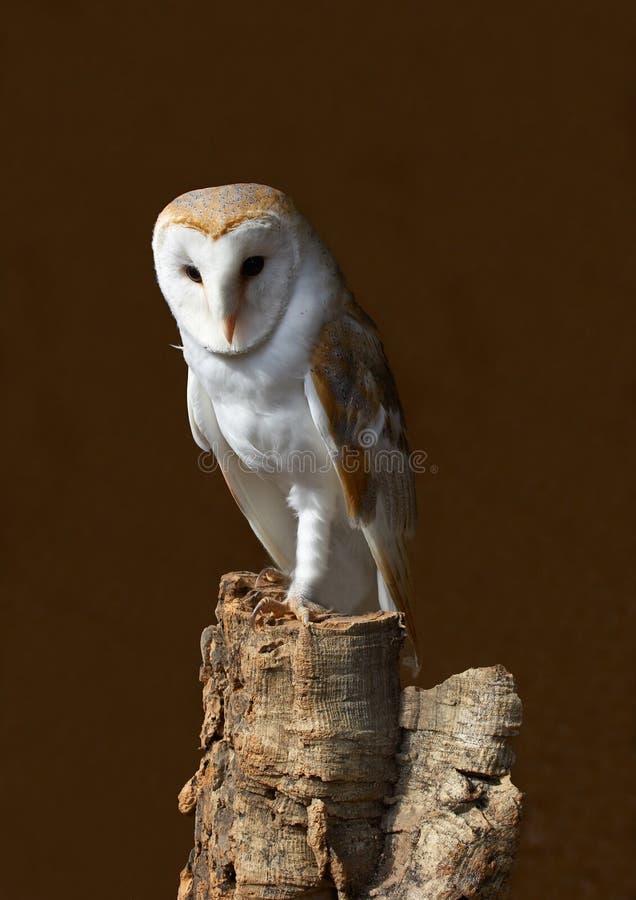 Barn Owl Stock Photo Image Of Head Flight Carnivore 4078984