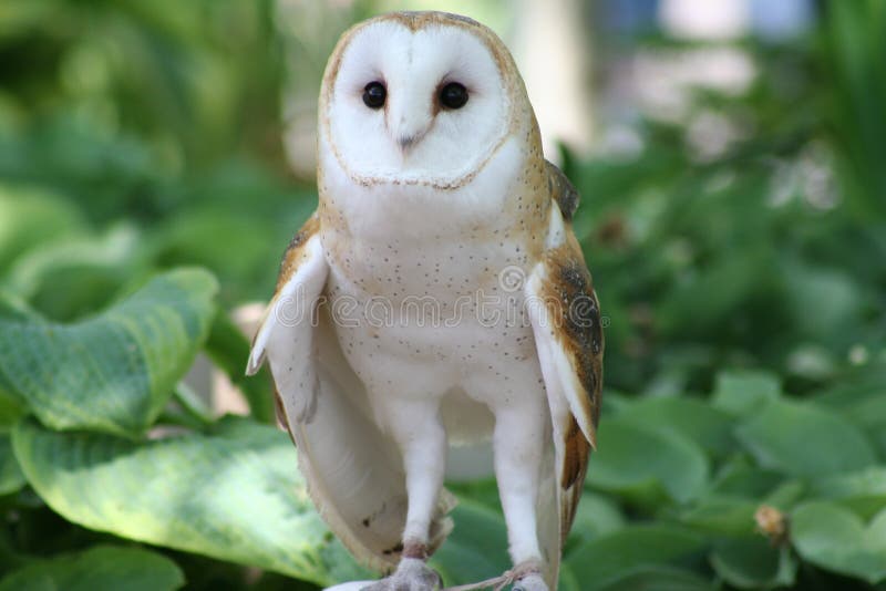 Barn Owl Picture. Image 4377725
