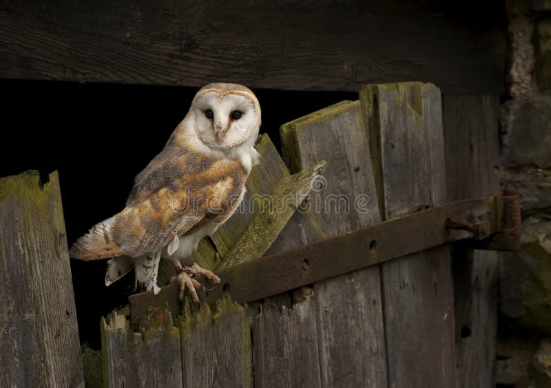 Barn Owl