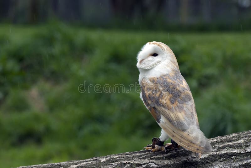 Barn Owl