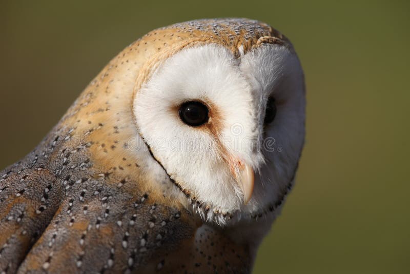 Barn Owl