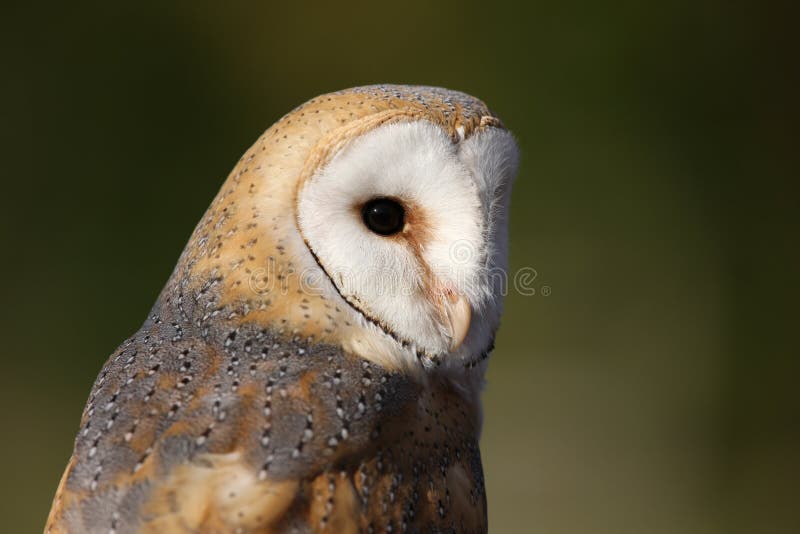 Barn Owl