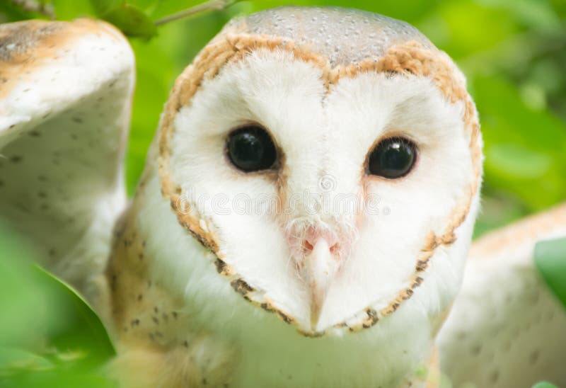 Barn Owl Stock Image Image Of Carnivore Eyes Hunter 101480425