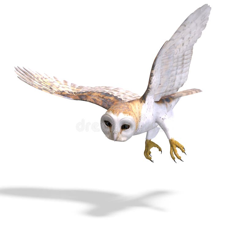 Barn Owl Bird. 3D rendering with clipping path