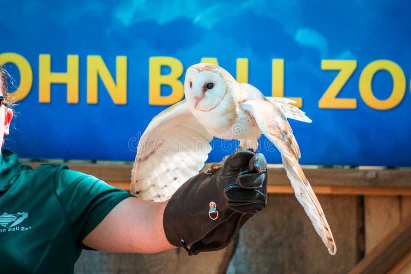 Barn owl at a bird show at the John Ball Zoo