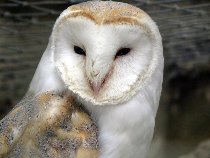 Barn Owl stock image. Image of face, beak, staring, curiosity - 56339263
