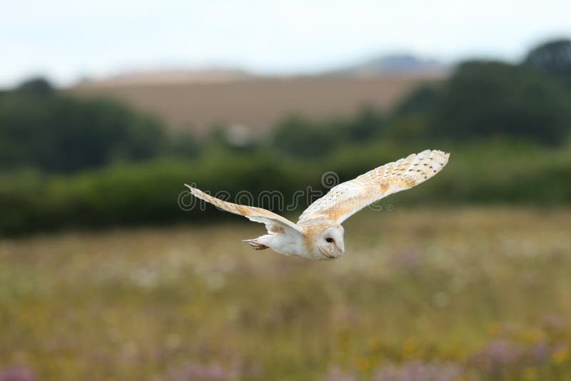 Barn Owl