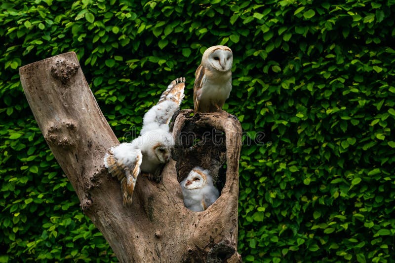 Barn owl family Tyto alba