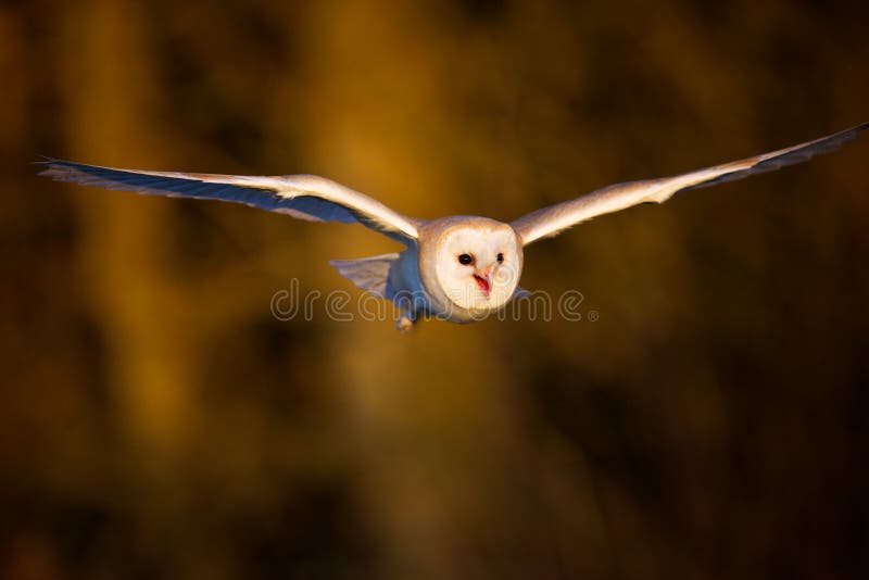 A barn owl flying