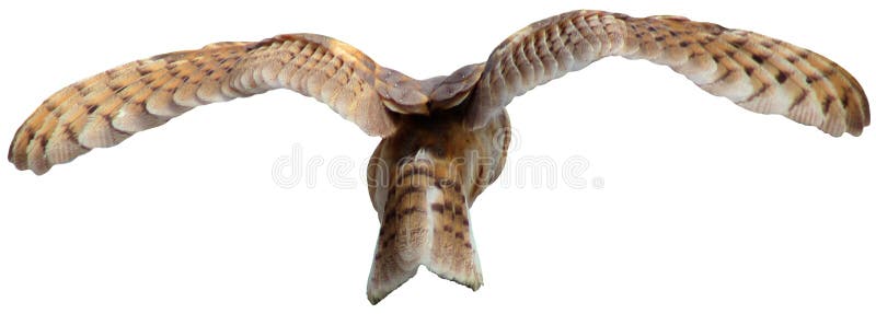 Flying Barn Owl