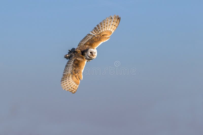 Barn owl flying
