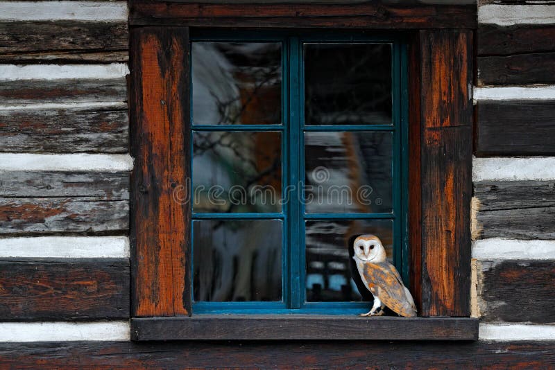 Barn owl in house window in front of country cottage, bird in urban habitat, wheel barrow on the wall, Czech Republic. Wild winter