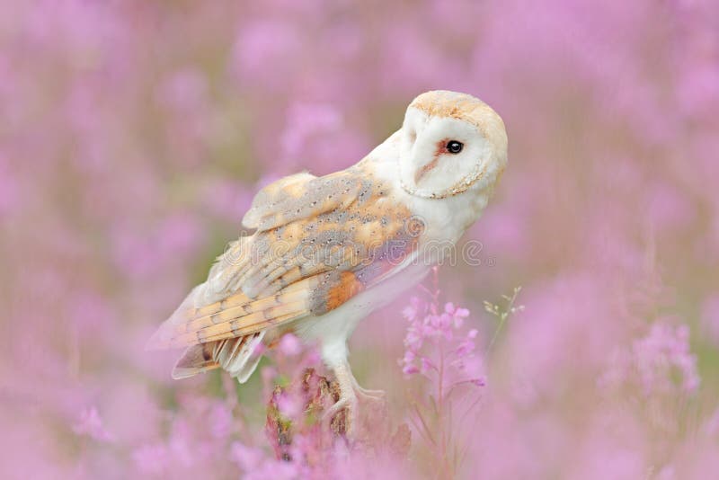 Barn Owl in Light Pink Bloom, Clear ...