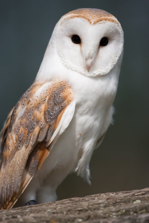 Barn Owl On Perch Royalty Free Stock Images - Image: 9074429