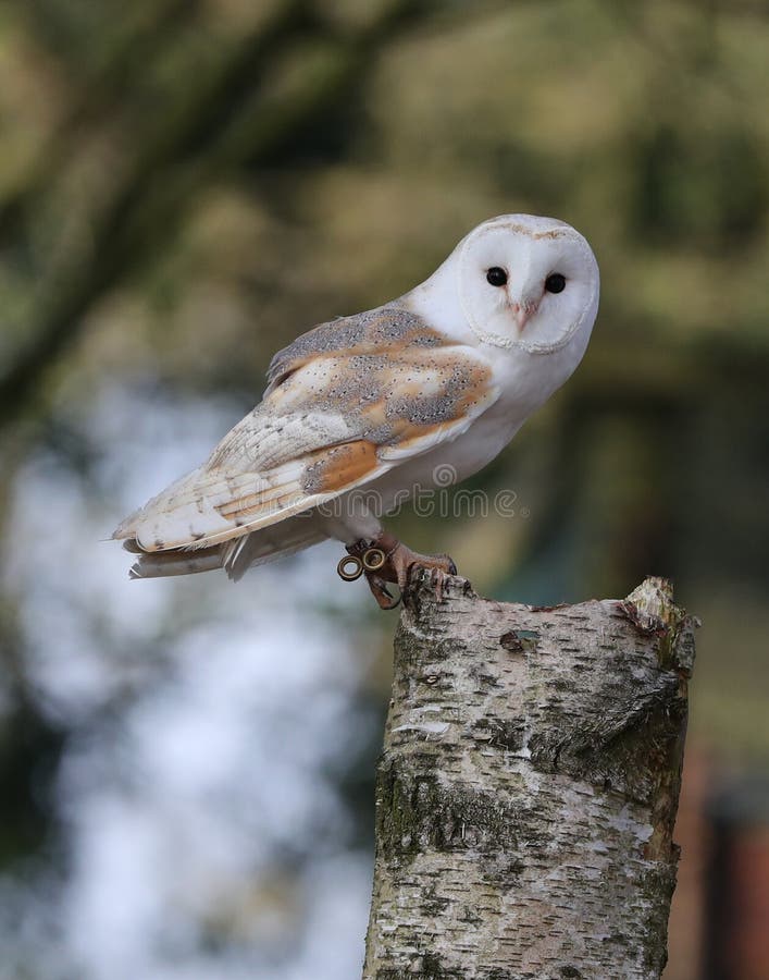 Barn Owl Stock Image Image Of Carnivore Plumage Nocturnal