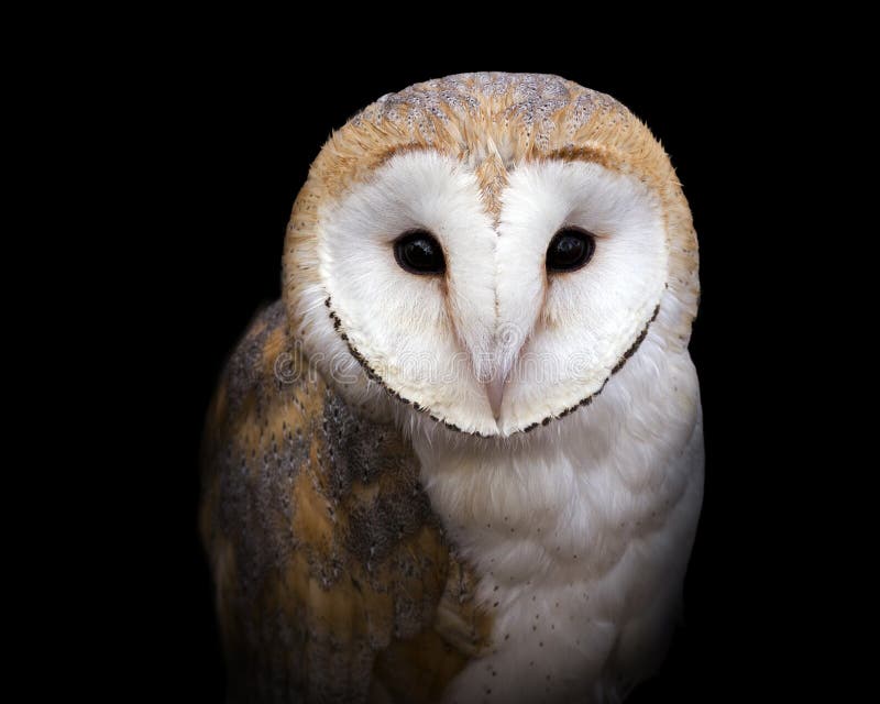 Barn owl portrait