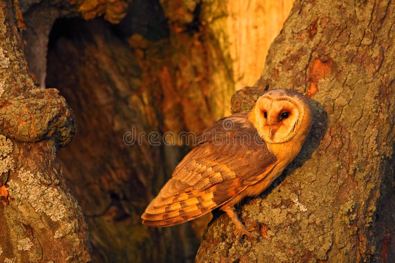 Barn owl sitting on tree trunk at the evening with nice light near the nest hole, bird in the nature habitat, hidden in the tree