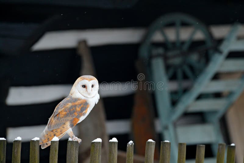 Barn owl sitting on wooden fence in front of country cottage, bird in urban habitat, wheel barrow on the wall, Czech Republic.