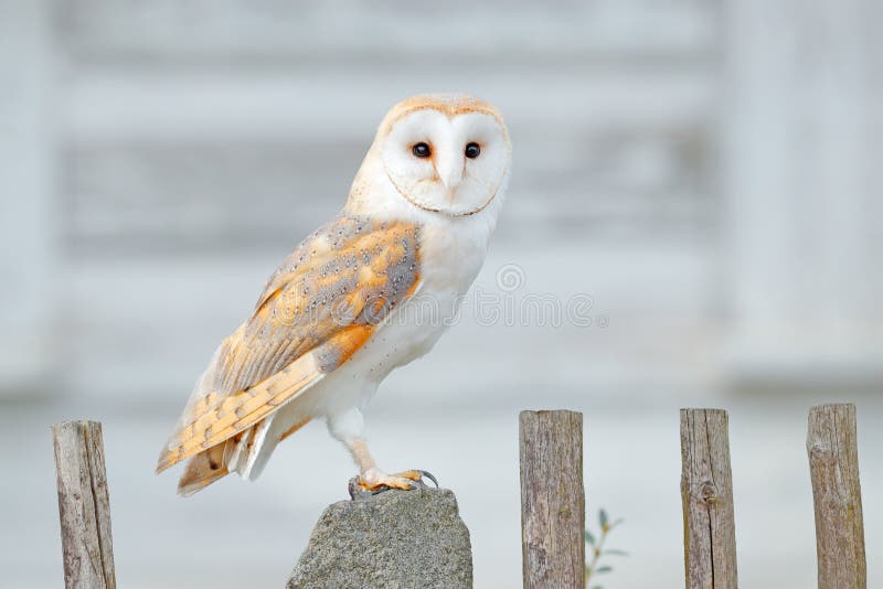 Barn owl sitting on wooden fence in front of country cottage, bird in urban habitat, wheel barrow on the wall, Czech Republic.