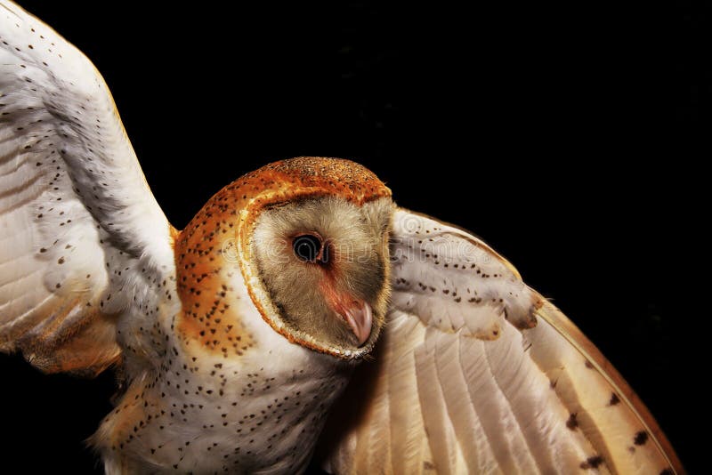 Barn Owl