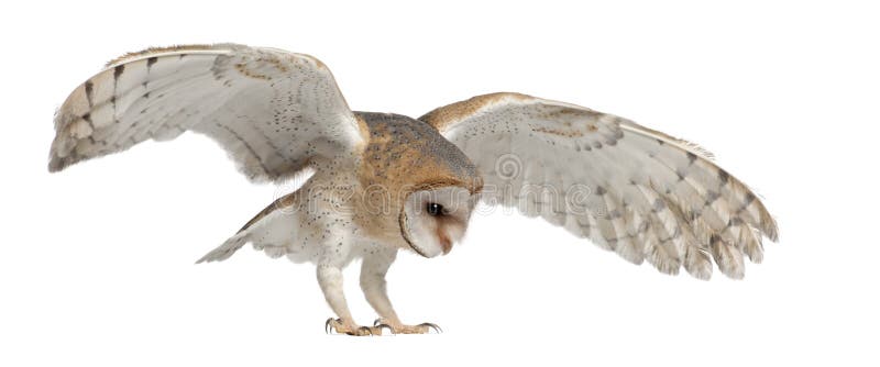 Barn Owl, Tyto alba, 4 months old, flying