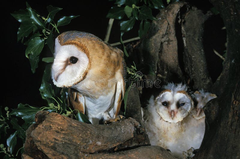 161 Baby Barn Owl Photos Free Royalty Free Stock Photos From Dreamstime