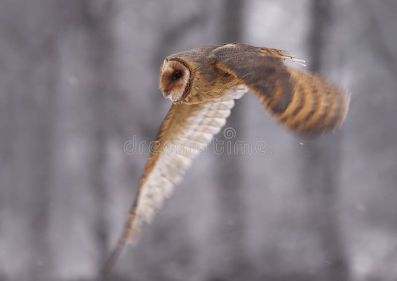 Barn Owl Tyto Alba Stock Photo Image Of Nightlark Feathers