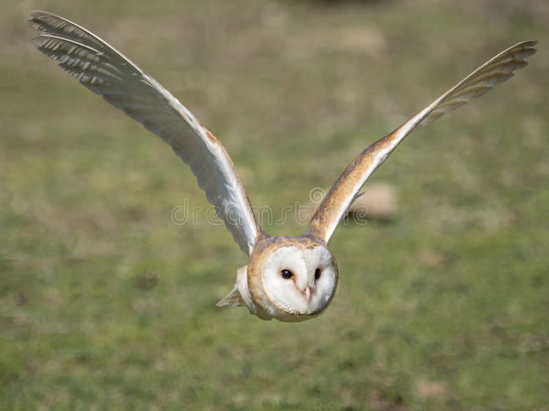 Barn owl Tyto alba flying in the forest stock photography Barn owl Tyto alba flying in the forest stock photography