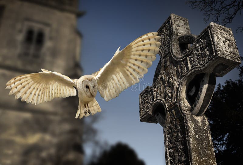 Granero búho (álbum) caza sobre el oscuridad en iglesia cementerio en en norte salida inglaterra.