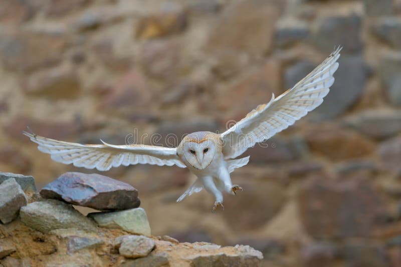 Barn owl, Tyto alba, with nice wings flying on stone wall, light bird landing in the old castle, animal in the urban habitat