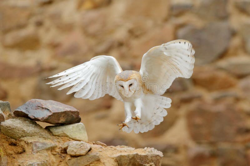 Barn owl, Tyto alba, with nice wings, landing on stone wall, light bird flying in the old castle, animal in the urban habitat.