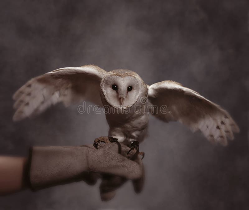 Barn Owl With Wings Spread Stock Image Image Of Wingspan 98173143