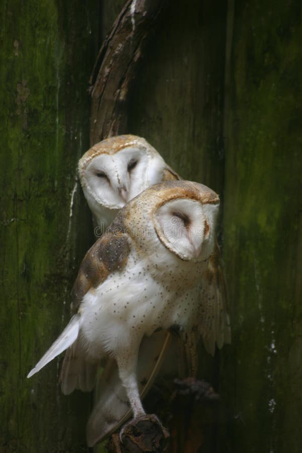 Barn owls cuddle