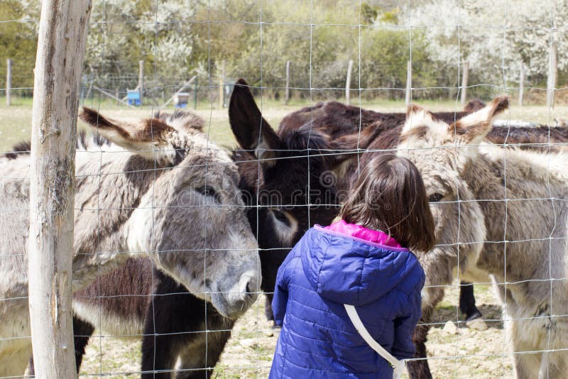 Child feeding several Mediterranean and black donkeys through fence with springtime tree background. Child feeding several Mediterranean and black donkeys through fence with springtime tree background