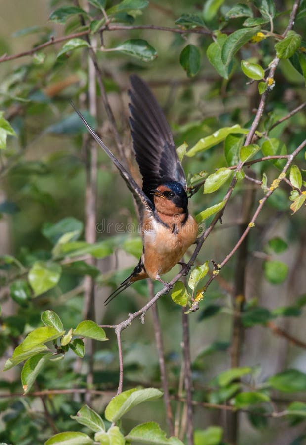 Barn Swallow Bird Stock Image Image Of Animal Vancouver 149003935