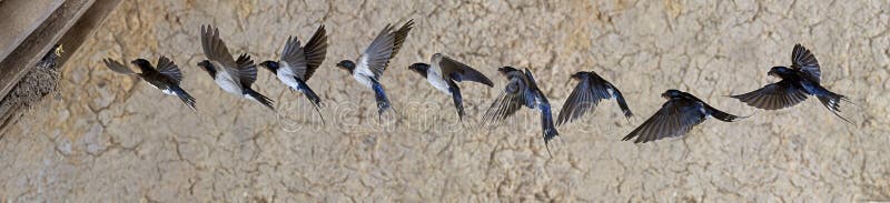 HIRONDELLE DE CHEMINEE hirundo rustica