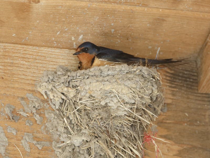 Barn Swallow Sitting on Mud Nest Stock Image Image of spring, barn