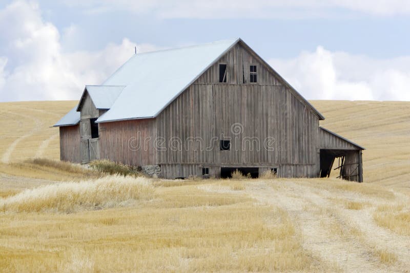 Barn in Wheat field