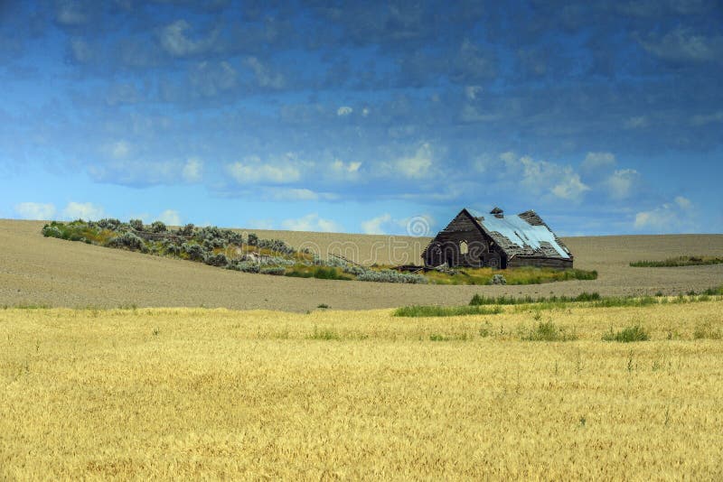 Barn in wheat fields on Highway 2 near Waterville, WA