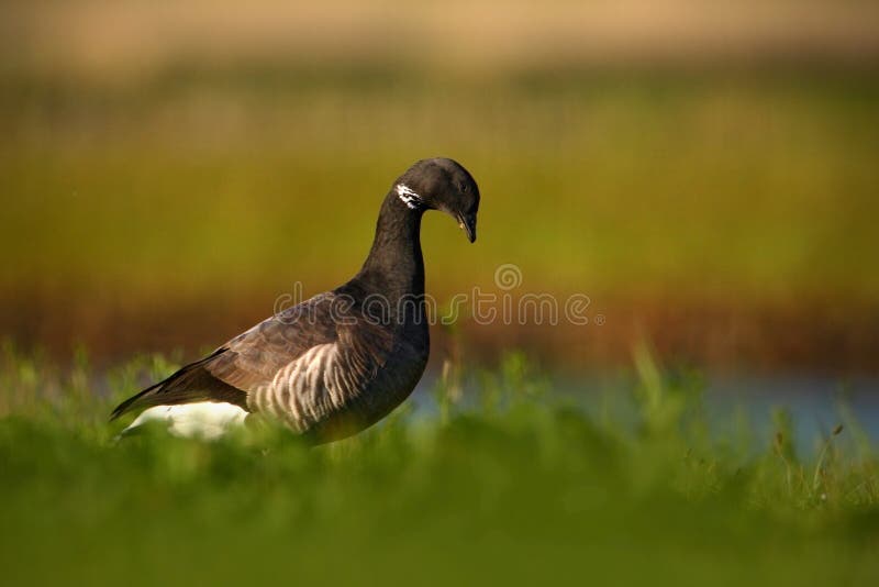 Barnacla o Brent Goose, bernicla del Branta, pájaro blanco y negro en el agua, animal en el hábitat de la hierba de la naturaleza fotos de archivo libres de regalías Barnacla o Brent Goose, bernicla del Branta, pájaro blanco y negro en el agua, animal en el hábitat de la hierba de la naturaleza fotos de archivo libres de regalías