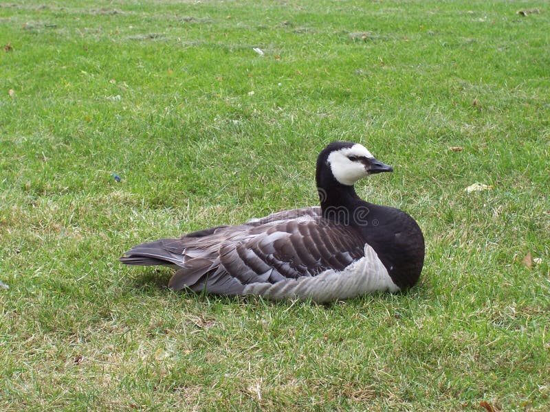 Barnacle goose