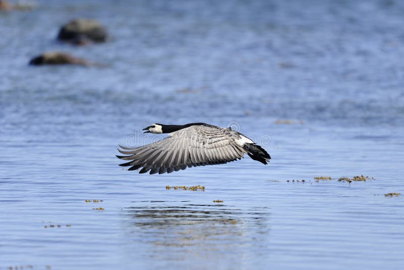 Barnacle goose, branta leucopsis