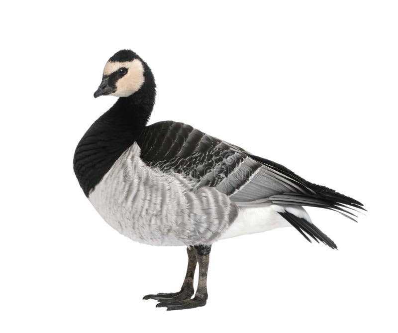 Barnacle Goose - Branta leucopsis (+/- 18 mlonths)