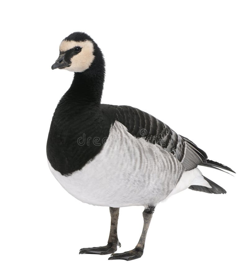 Barnacle Goose - Branta leucopsis (+/- 18 mlonths)